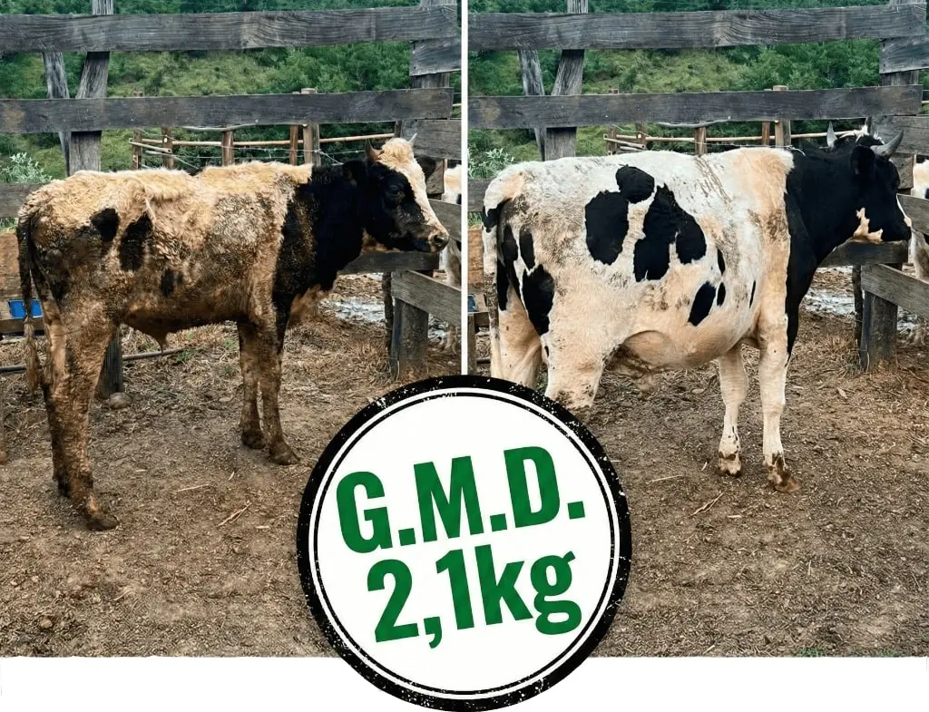 Resultado Antes e Depois - GMD 2,1kg em 45 dias